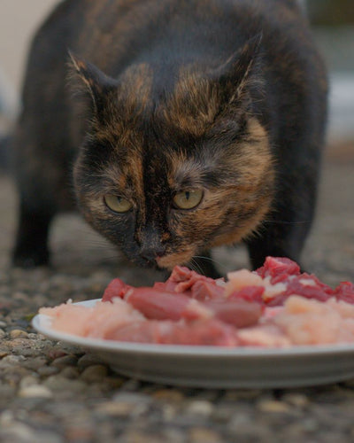 BARF – Entwicklung und Geschichte der Rohfütterung bei Katzen