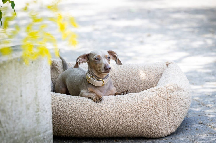 Laboni TEDDY - Hundebett in CREME