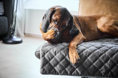 Laboni - Design-Hundedecke - Oxford Stone -  auch für unterwegs - Hochwertige Handarbeit aus Deutschland, ÖkoTex und recyclebar