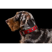 Laboni EDELWEISS - Elegantes Hundehalsband