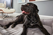 Laboni - Ortho Hundebett - GLAM SILVER - Nachhaltig, Handarbeit aus Deutschland, orthopädisches Designerhundebett