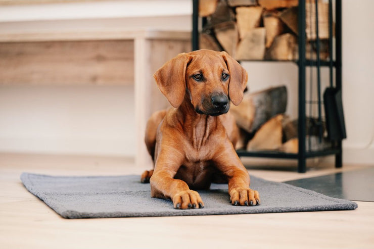 Laboni - Hundedecke - TEDDY GREY -  auch für unterwegs - Hochwertige Handarbeit aus Deutschland, ÖkoTex und recyclebar