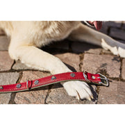 Laboni EDELWEISS - Elegantes Hundehalsband