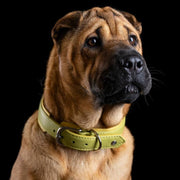 Laboni Amici Hundehalsband aus Nappaleder - Made in Germany - weicher Nubuk - besonderes Design